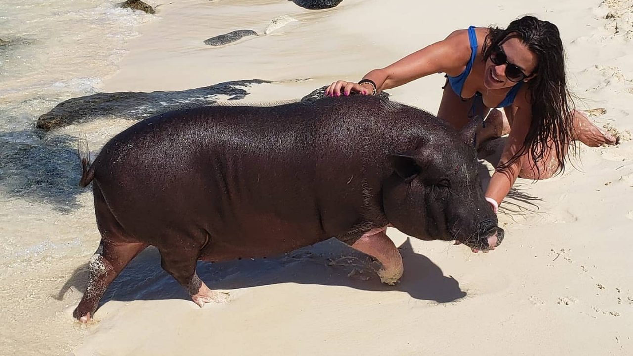 Swimming Pigs